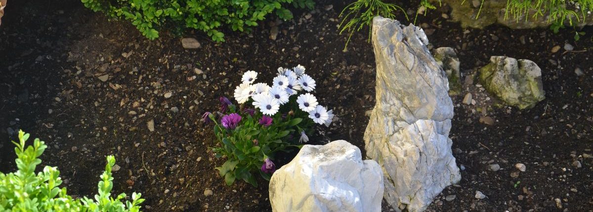 Alpengarten am Lackenhof, Blumen und Sonnen beim Sommerurlaub in Filzmoos